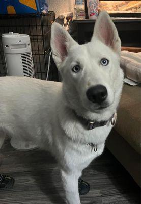 Willow Angelus Hawk, Siberian Husky, 1 Year, Service Dog