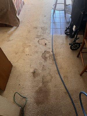 Pristine Carpet Cleaning