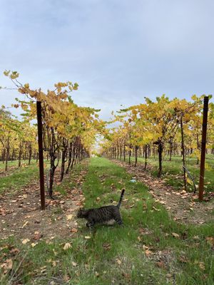 Vineyards and their cat