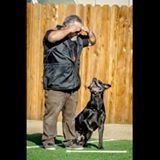 Me and my Cane Corso "Enzo" competing in Oxnard Ca in 2015.