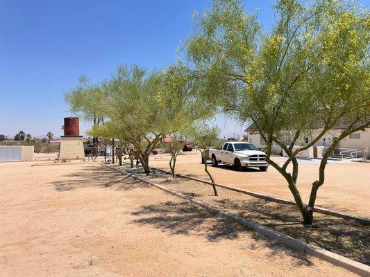 Finished Palo Verde Tree Trim.