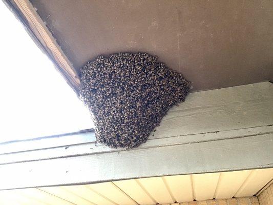 Live Bee Removal at Kinder Morgan offices!