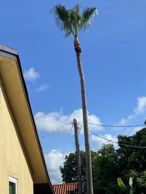 Tall Palms