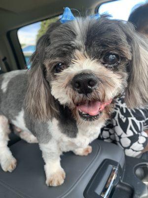 Our good boy got the cutest haircut by our favorite groomers ever!