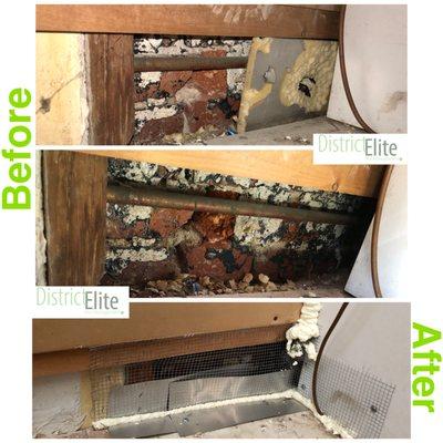 Rat before & after in older Rockville, MD home