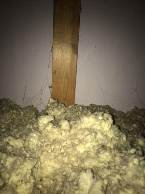 Mold in attic