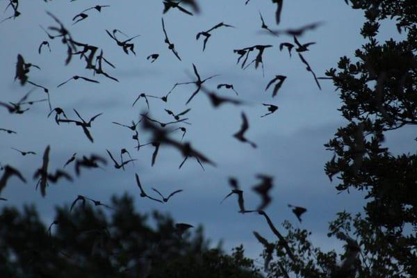 Old Tunnel State Park - The Bat Emergence