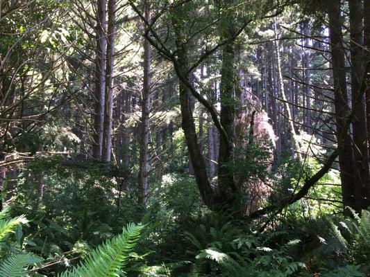 Sitka Spruce forest near trail end