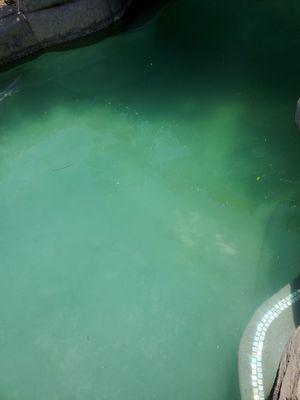 Horrible pool not even cleaned!! Paid him and he isnt returning my text or calls!!!