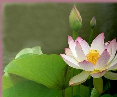 Iyashi Healing Lotus Flower