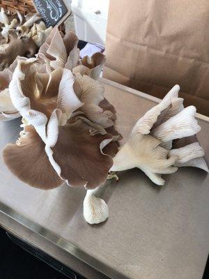 Italian Oyster Mushrooms