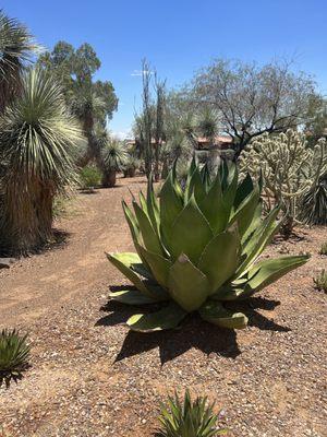 I love desert landscaping.