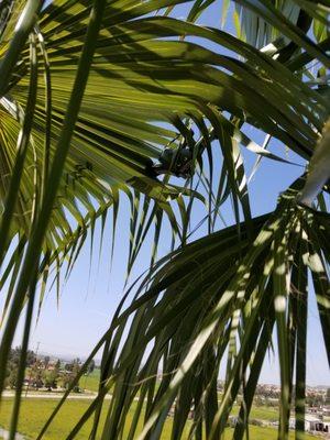 My drone stuck in the tree