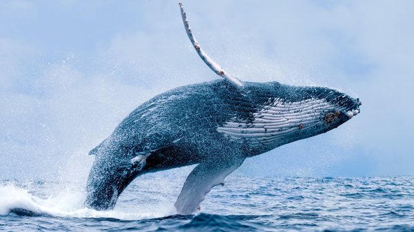 Breaching Humpback