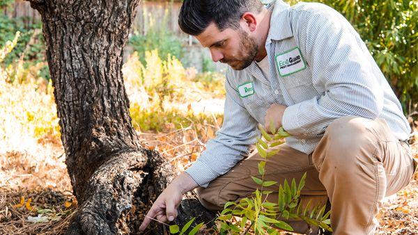 EcoGuard Pest Management