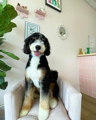 Finney the bernedoodle