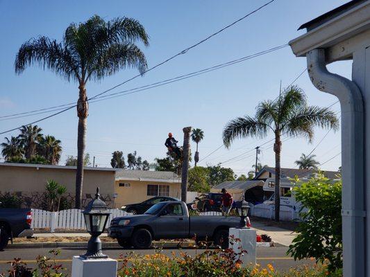 The workers Cutting Down the Palm Trees