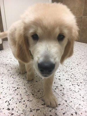 One happy Pup! He actually runs into the back to see everyone when Dr.George opens the door