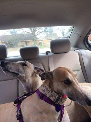 Happy boys after the park! So glad we adopted these sweet animals!