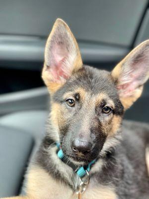 Waiting patiently for her puppy shots