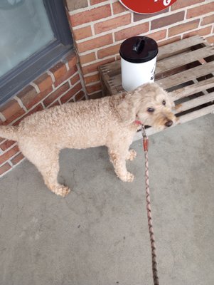 Zoe knows where to find the treats on her walk!