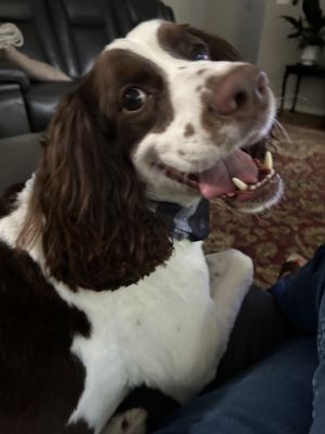 Gunner after grooming and cut