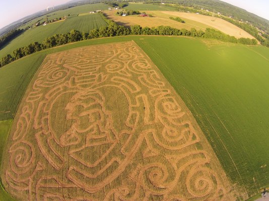 Photo taken just a few weeks after the maze was planted and then cut.