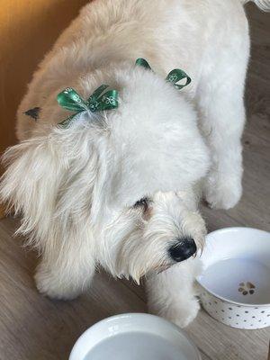 Frankie the Cavapoo post grooming