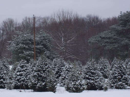 Pick-Your-Own Christmas Trees and Wreaths in the winter.