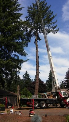 Technical tree removal with a crane.