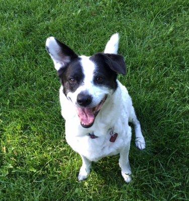 Happy Dog pets smile so much because we shower them with buckets of love