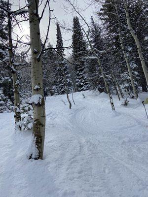 Snow and tree runs