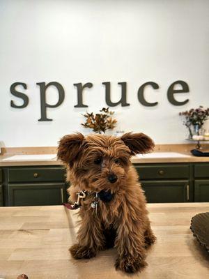 Spruce on Main