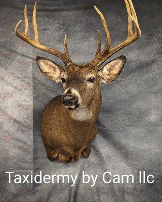 Taxidermy by Cam