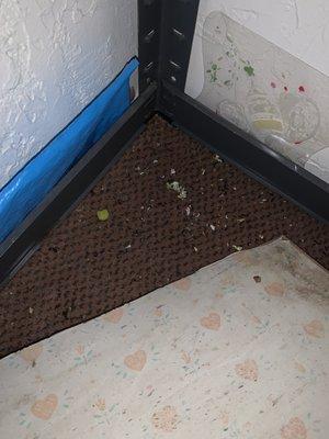 Rat feces found in kids club