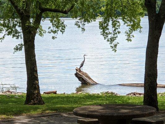 Heron by the shoreline.