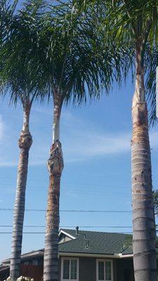 Palms trimmed