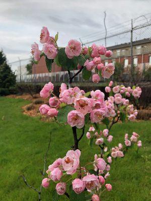 Winnslie Parkway Apple blossoms