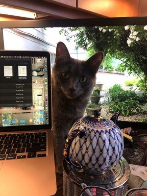 Office Kitty / Zoom meeting host