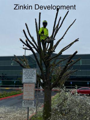 Tree topping