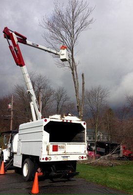 The right equipment for any tree job.