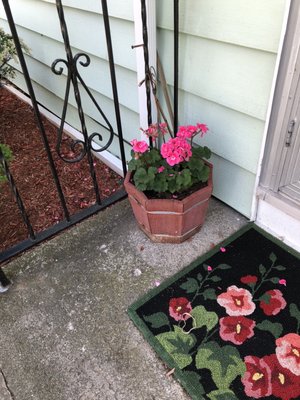 Geraniums