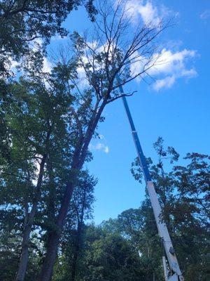 Gran arbol de ash removido con grua