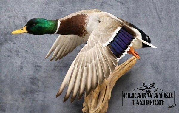 Clearwater Taxidermy