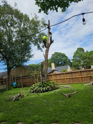 Dead tree we removed in Seabrook