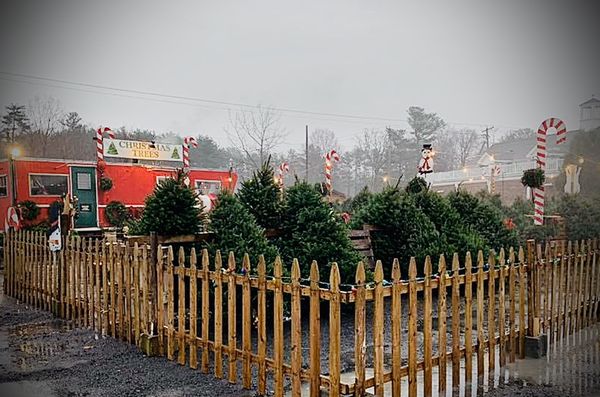 Catskill Mountain Christmas Trees