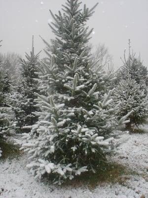 Snow covered Canaan Fir