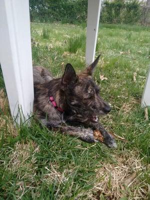 Rosie after her latest visit. She's so traumatized, she's eating a stick!