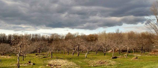 Grandview Orchard & Nursery Stock