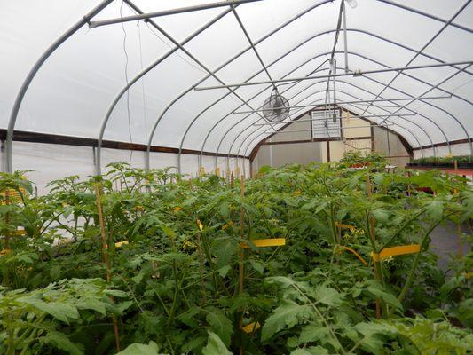 Potted Tomatoes